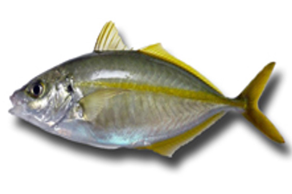 Fresh Shima aji Round